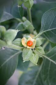 Methi